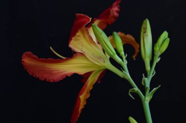 siyah bir arka plan üzerinde kırmızı lily 