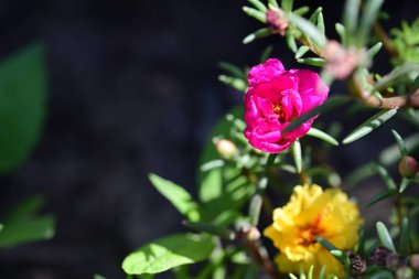 Bahçede açan güzel pembe gülün yakın plan görüntüsü.                      