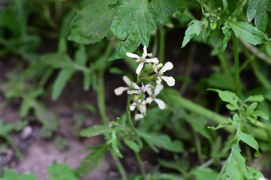Bahçede açan güzel çiçeklerin yakın plan görüntüsü, çiçek arkaplanı.                      