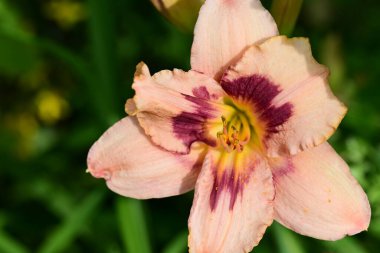 Bahçedeki zambak çiçeğinin yakın görüntüsü