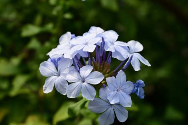 Yaz bahçesindeki güzel çiçeklerin yakın görüntüsü.