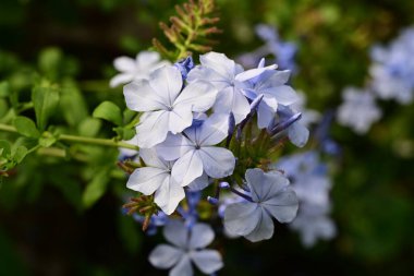 Yaz bahçesindeki güzel çiçeklerin yakın görüntüsü.