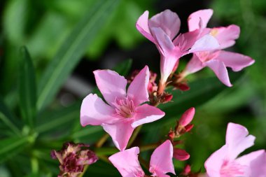 pembe çiçekler bahçede büyüyen