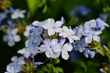 Yaz bahçesindeki güzel çiçeklerin yakın görüntüsü.
