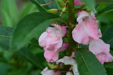 Bahçedeki pembe çiçekleri kapat.