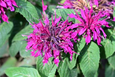 pembe çiçekler bahçede büyüyen