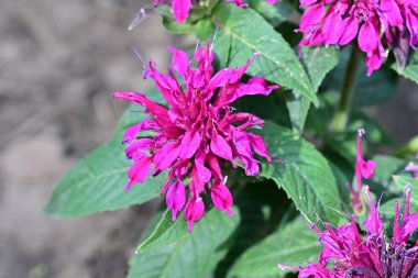 pembe çiçekler bahçede büyüyen