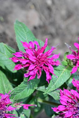 pembe çiçekler bahçede büyüyen