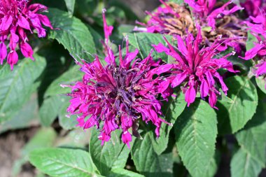 pembe çiçekler bahçede büyüyen