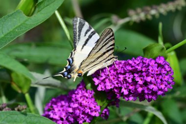 Çiçek bahçesinde üzerinde Kelebek 