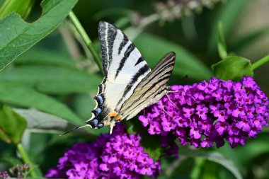 Çiçek bahçesinde üzerinde Kelebek 
