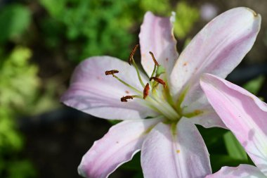 Bahçedeki pembe ve beyaz zambak çiçekleri