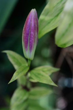 Bahçedeki zambak çiçeğinin yakın görüntüsü
