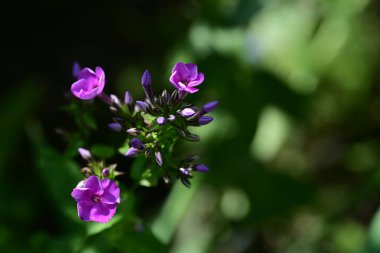 pembe çiçekler bahçede büyüyen