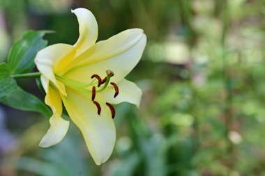 Zambak çiçeği Bahçe