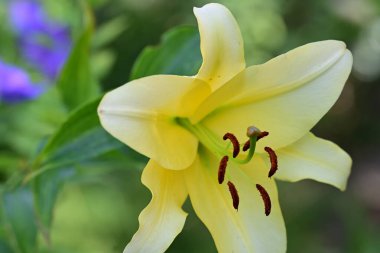 Zambak çiçeği Bahçe