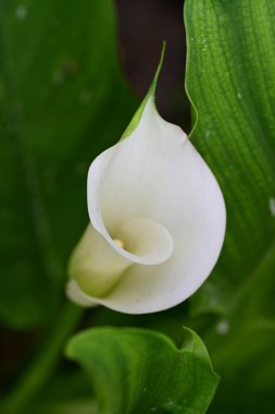 Yaz bahçesindeki güzel çiçeğin yakın görüntüsü. 