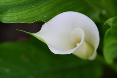 Yaz bahçesindeki güzel çiçeğin yakın görüntüsü. 