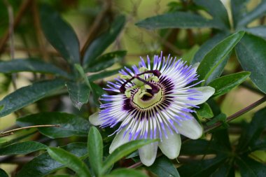 Bahçedeki mor çiçekleri kapat.