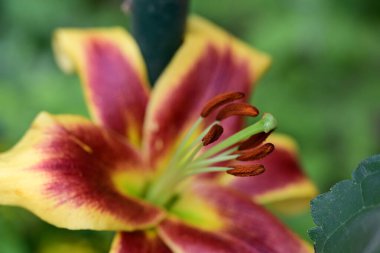 Bahçedeki zambak çiçeğinin yakın görüntüsü