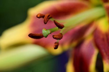 Bahçedeki zambak çiçeğinin yakın görüntüsü