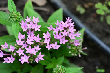 pembe çiçekler bahçede büyüyen