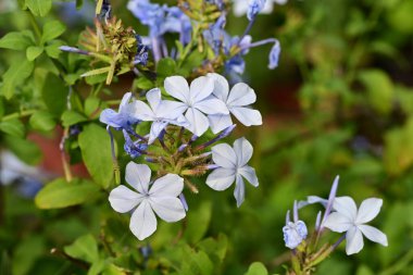 Yaz bahçesindeki güzel çiçeklerin yakın görüntüsü.