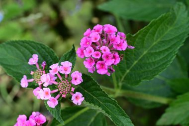 pembe çiçekler bahçede büyüyen