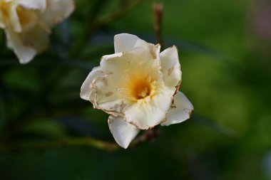 Yaz bahçesindeki güzel çiçeğin yakın görüntüsü. 