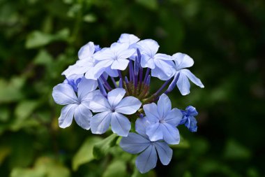 Yaz bahçesindeki güzel çiçeklerin yakın görüntüsü.