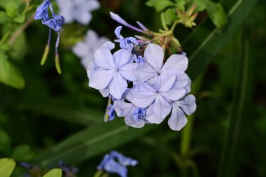 Yaz bahçesindeki güzel çiçeklerin yakın görüntüsü.