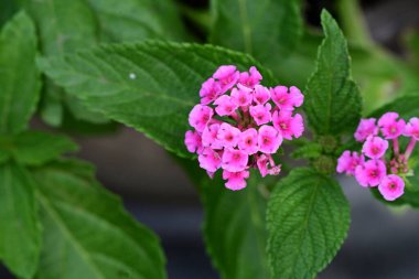 pembe çiçekler bahçede büyüyen