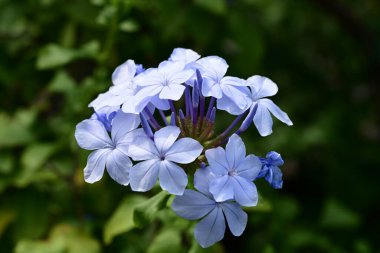 Yaz bahçesindeki güzel çiçeklerin yakın görüntüsü.