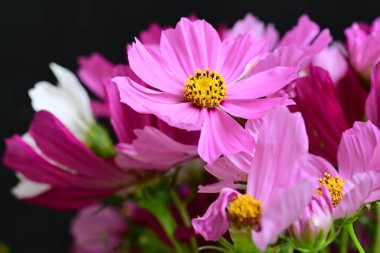 Güzel bir buket çiçek, yakın çekim. 