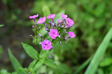 Bahçedeki pembe çiçekleri kapat.
