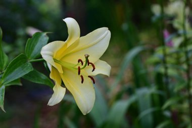 Bahçedeki güzel sarı zambak çiçeği 
