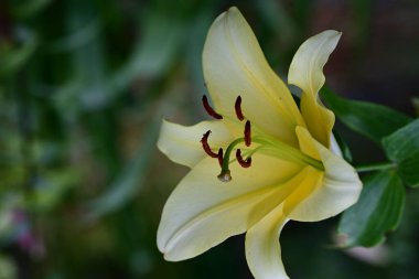 Bahçedeki güzel sarı zambak çiçeği 