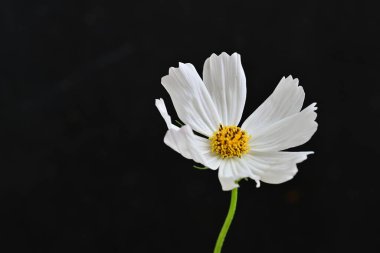 Siyah arkaplanda beyaz çiçek