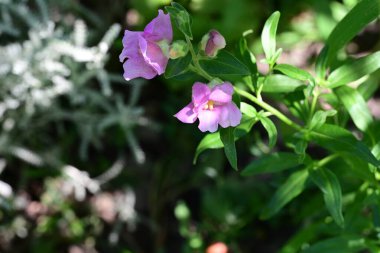 Bahçedeki pembe çiçekleri kapat.