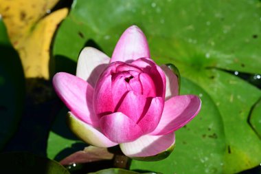 Göletteki güzel nilüfer 