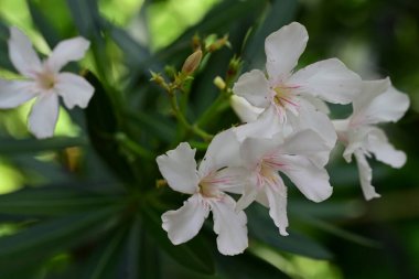 Yaz bahçesindeki güzel çiçeklerin yakın görüntüsü.