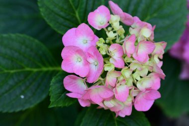 Bahçedeki pembe çiçekleri kapat.