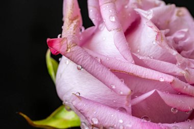 Güzel çiçek, çiçek konsepti...