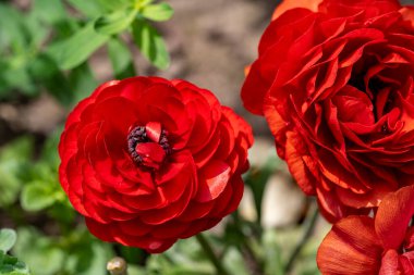 Yaz bahçesindeki güzel çiçeklerin yakın görüntüsü.