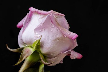 Siyah arkaplanda güzel pembe gülün yakın görüntüsü 