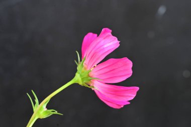 Yaz bahçesindeki güzel çiçeğin yakın görüntüsü. 