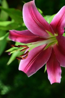 Bahçedeki güzel pembe zambak çiçeği