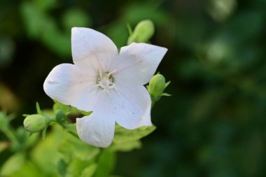 Yaz bahçesindeki güzel çiçeğin yakın görüntüsü. 