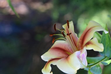 Yaz bahçesindeki güzel çiçeğin yakın görüntüsü. 