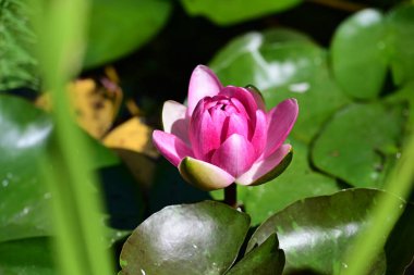 Yaz bahçesindeki güzel çiçeğin yakın görüntüsü. 